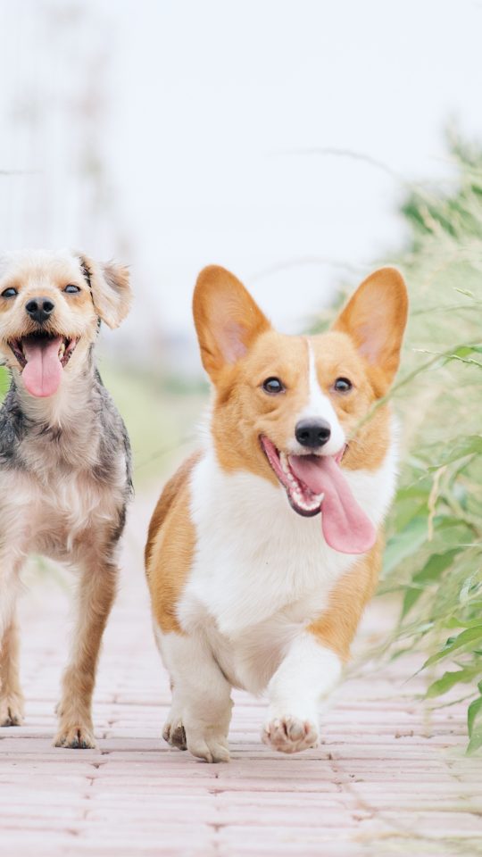 pembroke welsh corgi and brown dog running between grasses